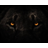 BenaiahCoder lion